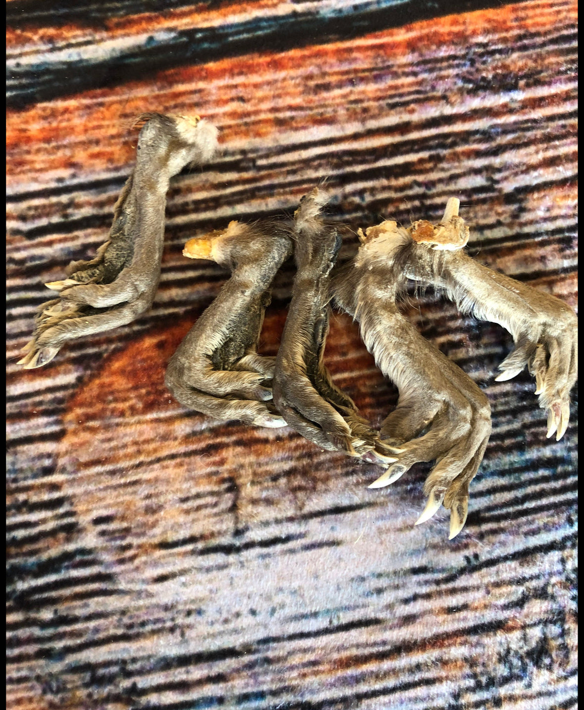 5 Real muskrat feet cured Taxidermy mount repair Witchcraft Voodoo Spell taxidermy oddity Renaissance Craft Art educational model animal odd