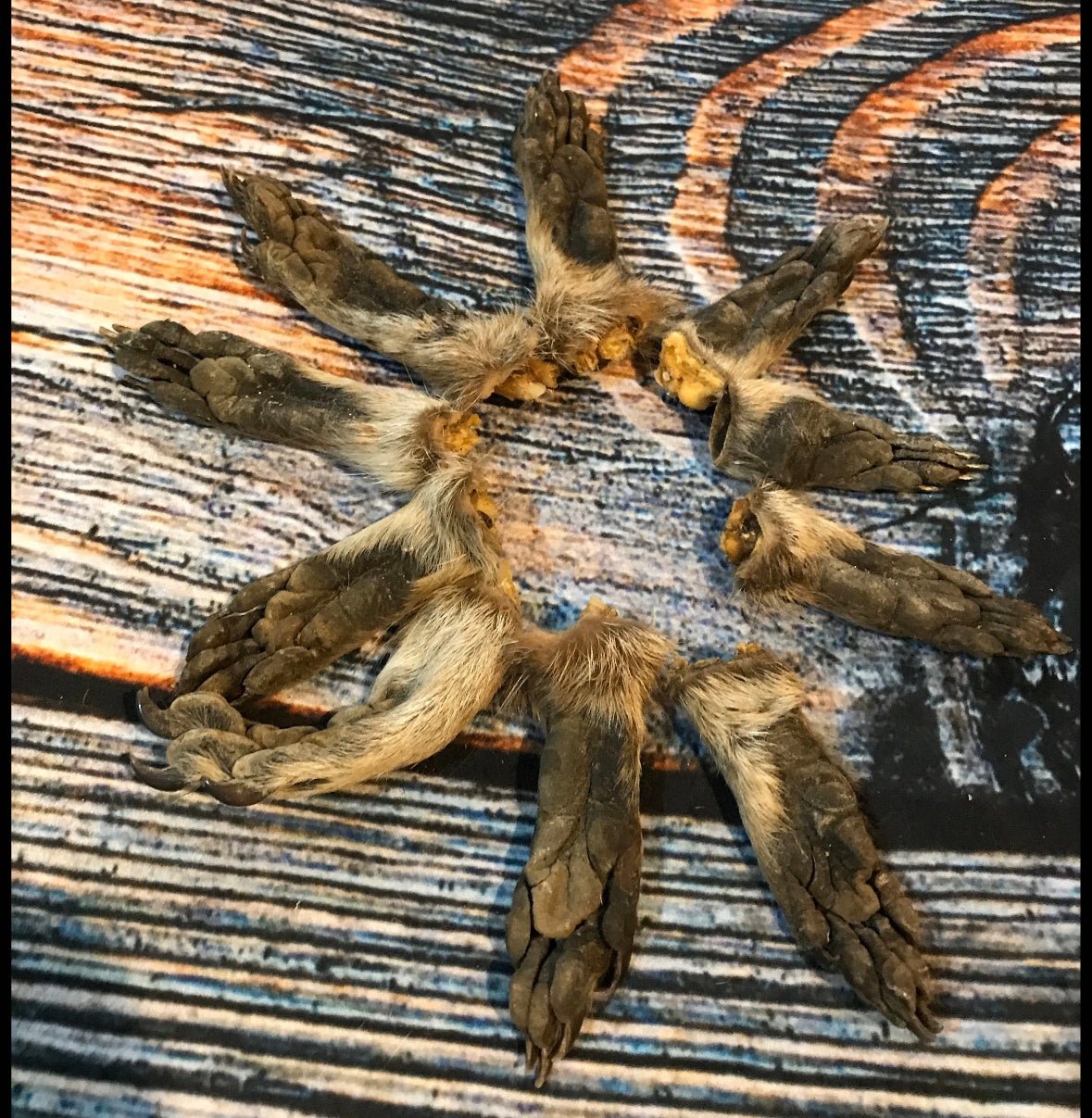 10 Raccoon feet art animal mount repair Witchcraft voodoo art supply unique craft decor dried cured
