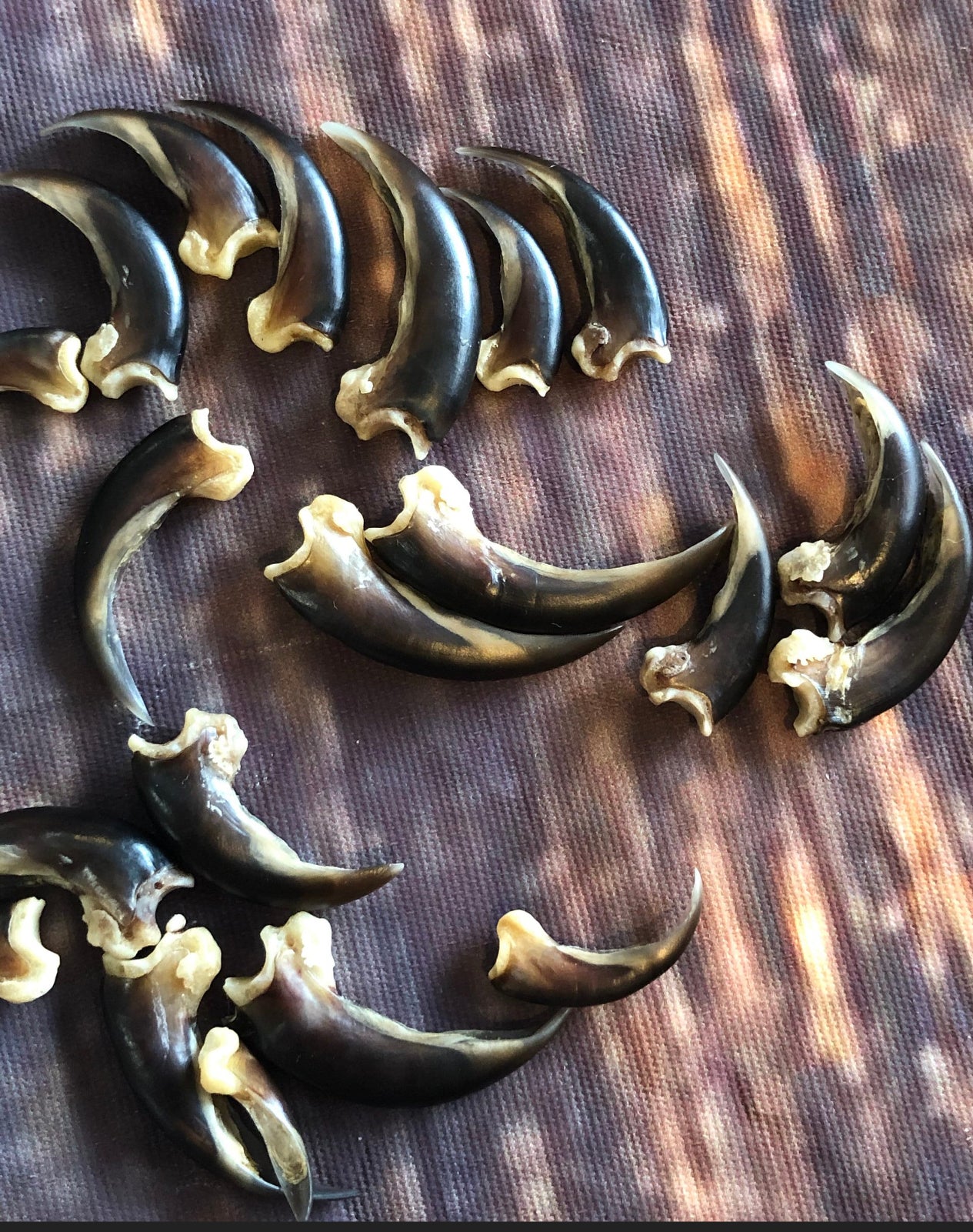 20 real Porcupine claws toe bone MOUNTAIN man art craft supplies skull Jewelry Earring Gothic Voodoo unique Christmas Gift BEAD animal mount