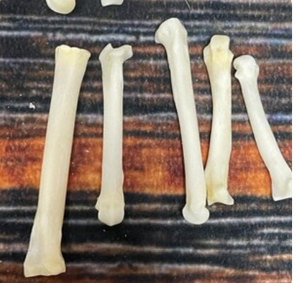 20 real bobcat paw bone mountain man craft skulls jewelry earring gothic claws Native American necklace choker beads art project Voodoo