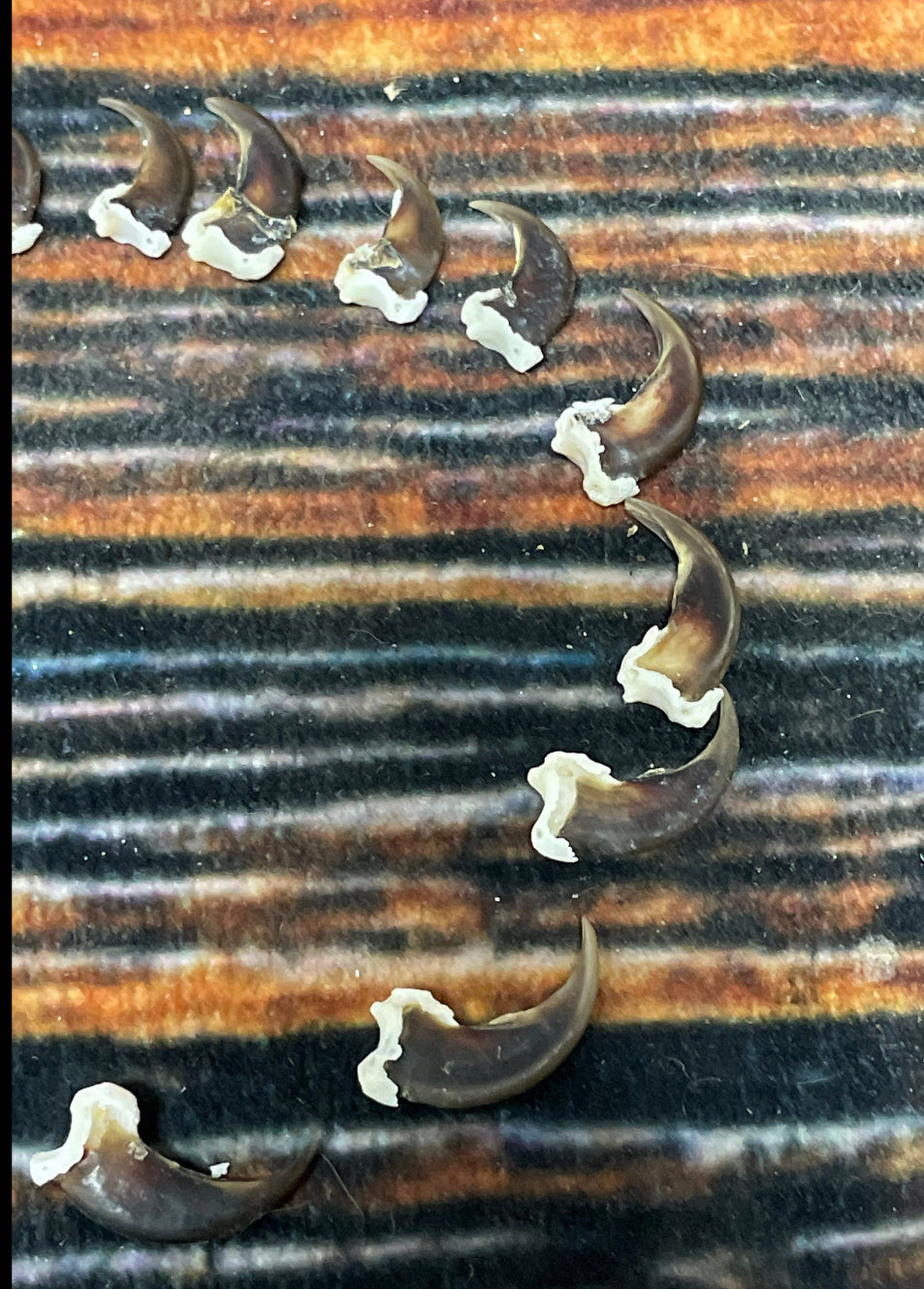 20 real Raccoon claws toe bone MOUNTAIN man art craft supplies skull Jewelry Earring Gothic Voodoo unique Christmas Gift BEAD animal mount