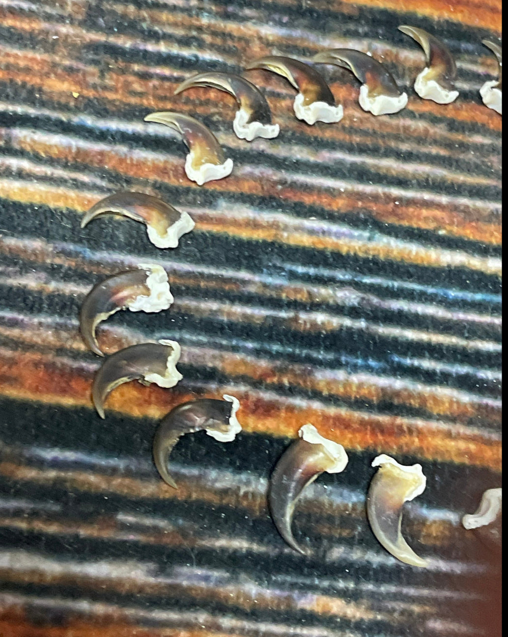 20 real Raccoon claws toe bone MOUNTAIN man art craft supplies skull Jewelry Earring Gothic Voodoo unique Christmas Gift BEAD animal mount