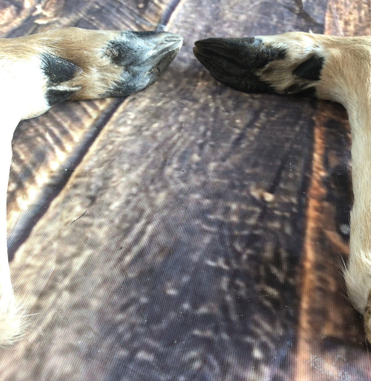 2 Bent Deer feet cured knife cane handle Gun Rack Witch craft Animal Mount antler Art Craft supplies voodoo gothic renaissance festival foot