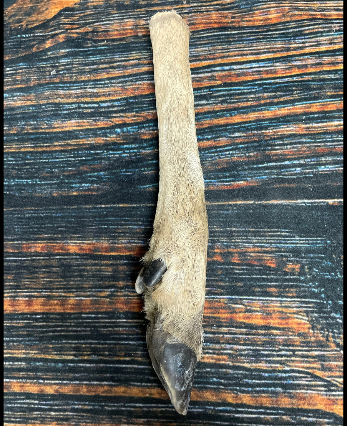 1 Straight Deer foot cured knife cane handle Gun Rack Witch craft Animal Mount antler Art Craft supplies voodoo gothic renaissance festival