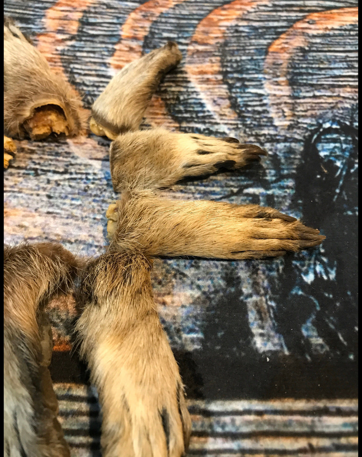 10 Raccoon feet art animal mount repair Witchcraft voodoo art supply unique craft decor dried cured