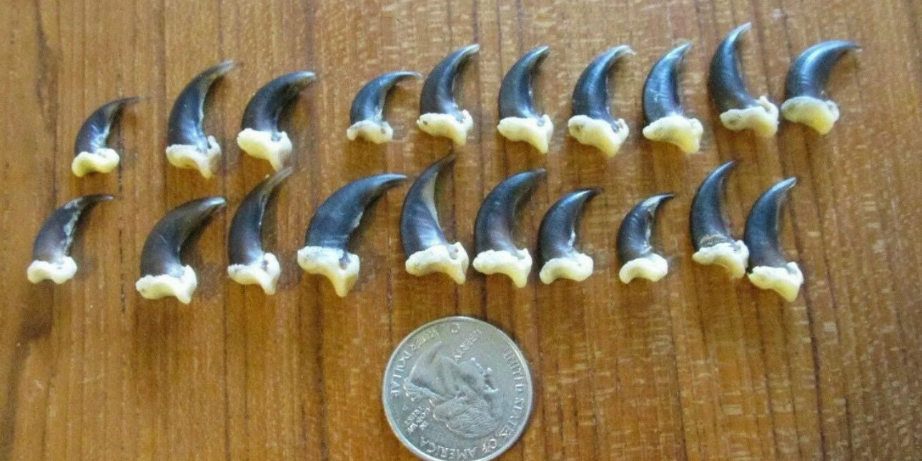 20 Real Coyote Claws Mountain Man Witch Craft Steampunk Renaissance Gothic Art Supply Jewelry bead
