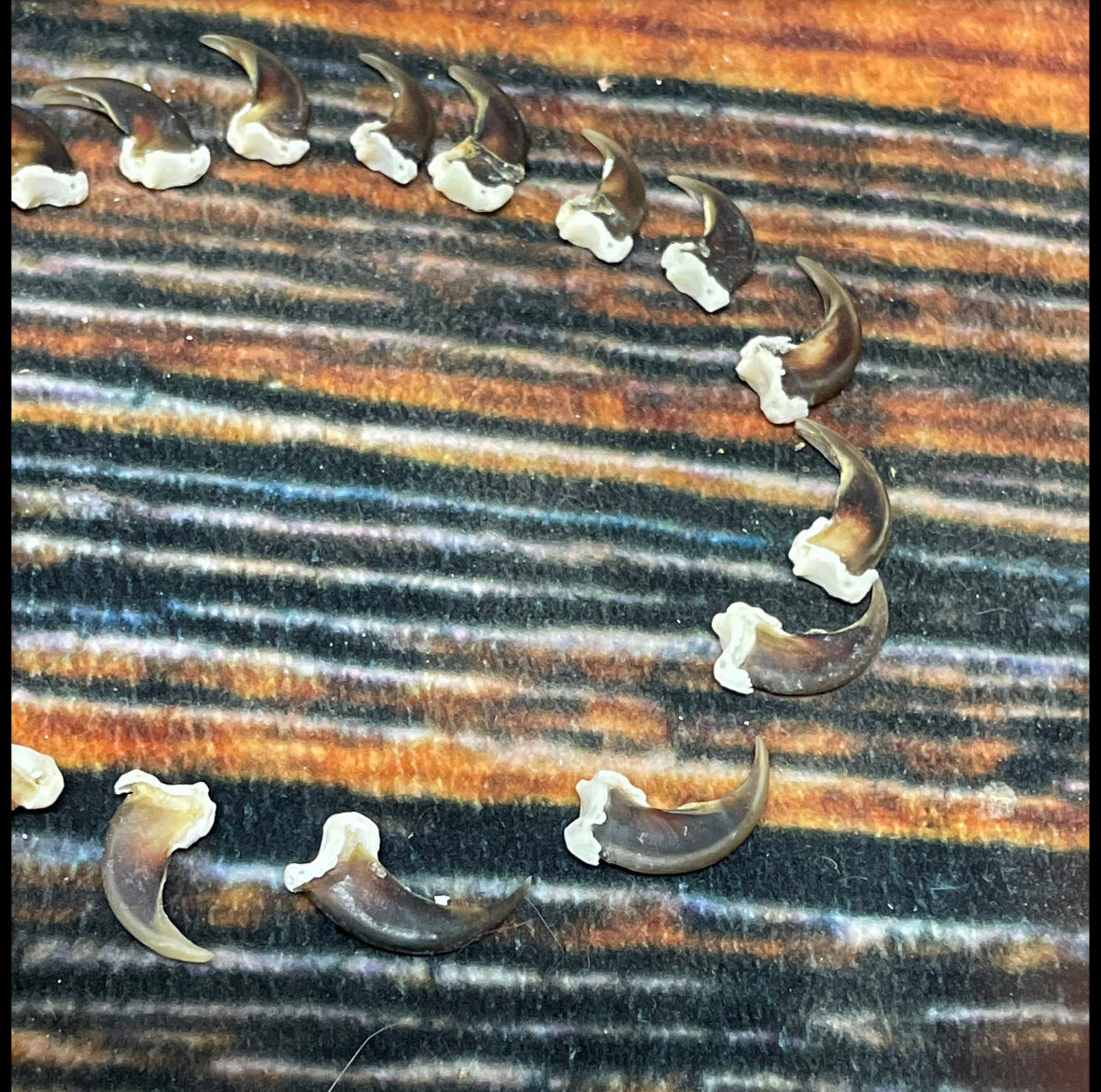 20 real Raccoon claws toe bone MOUNTAIN man art craft supplies skull Jewelry Earring Gothic Voodoo unique Christmas Gift BEAD animal mount