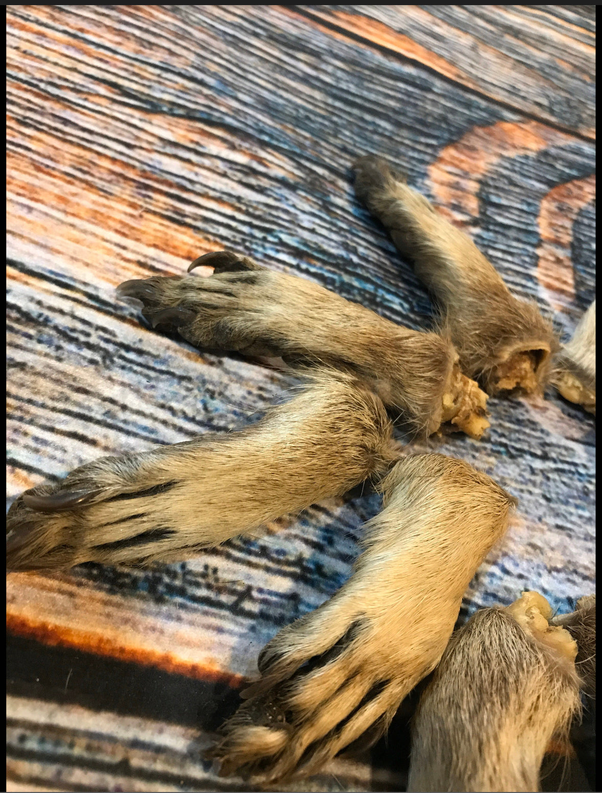 10 Raccoon feet art animal mount repair Witchcraft voodoo art supply unique craft decor dried cured