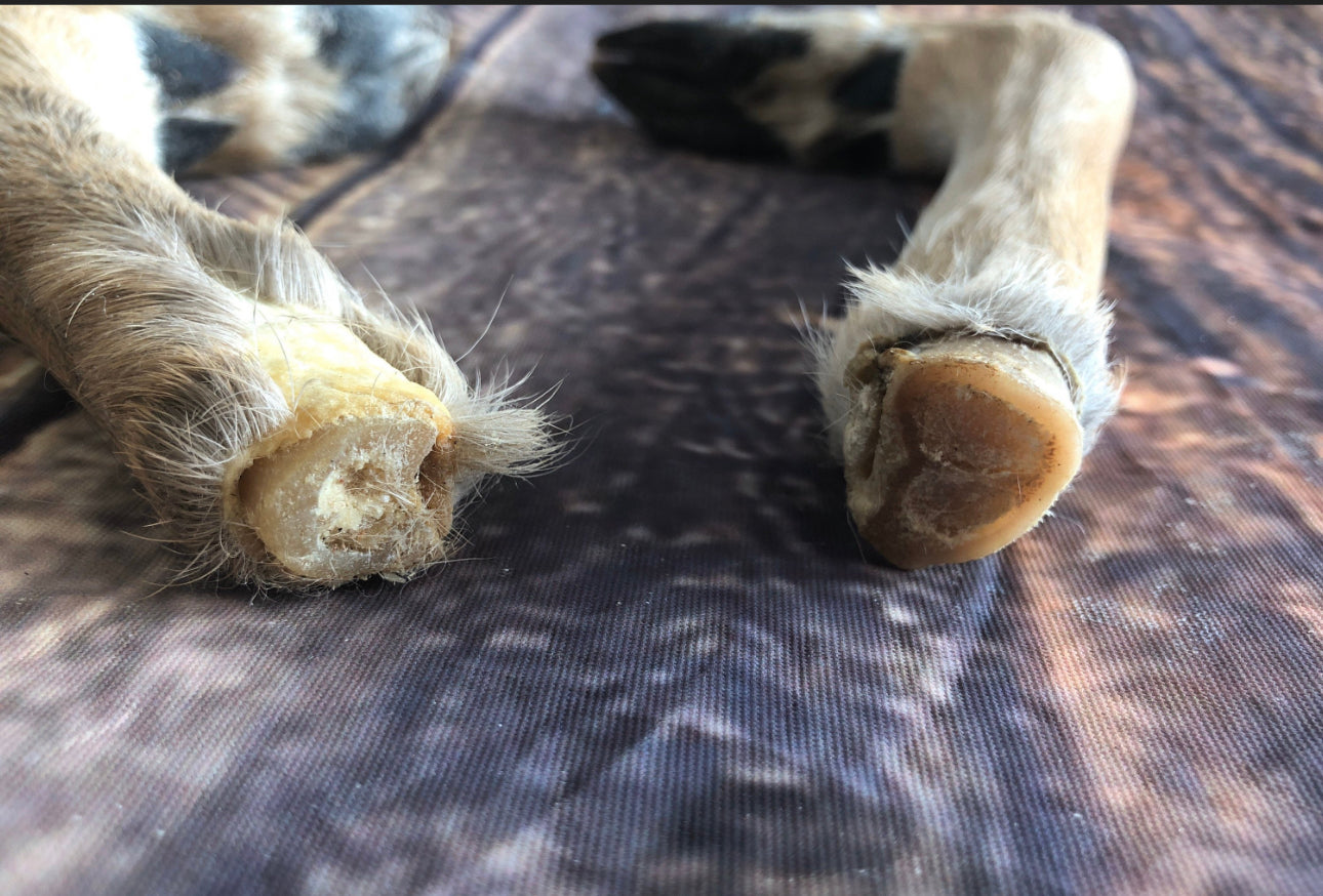 2 Bent Deer feet cured knife cane handle Gun Rack Witch craft Animal Mount antler Art Craft supplies voodoo gothic renaissance festival foot
