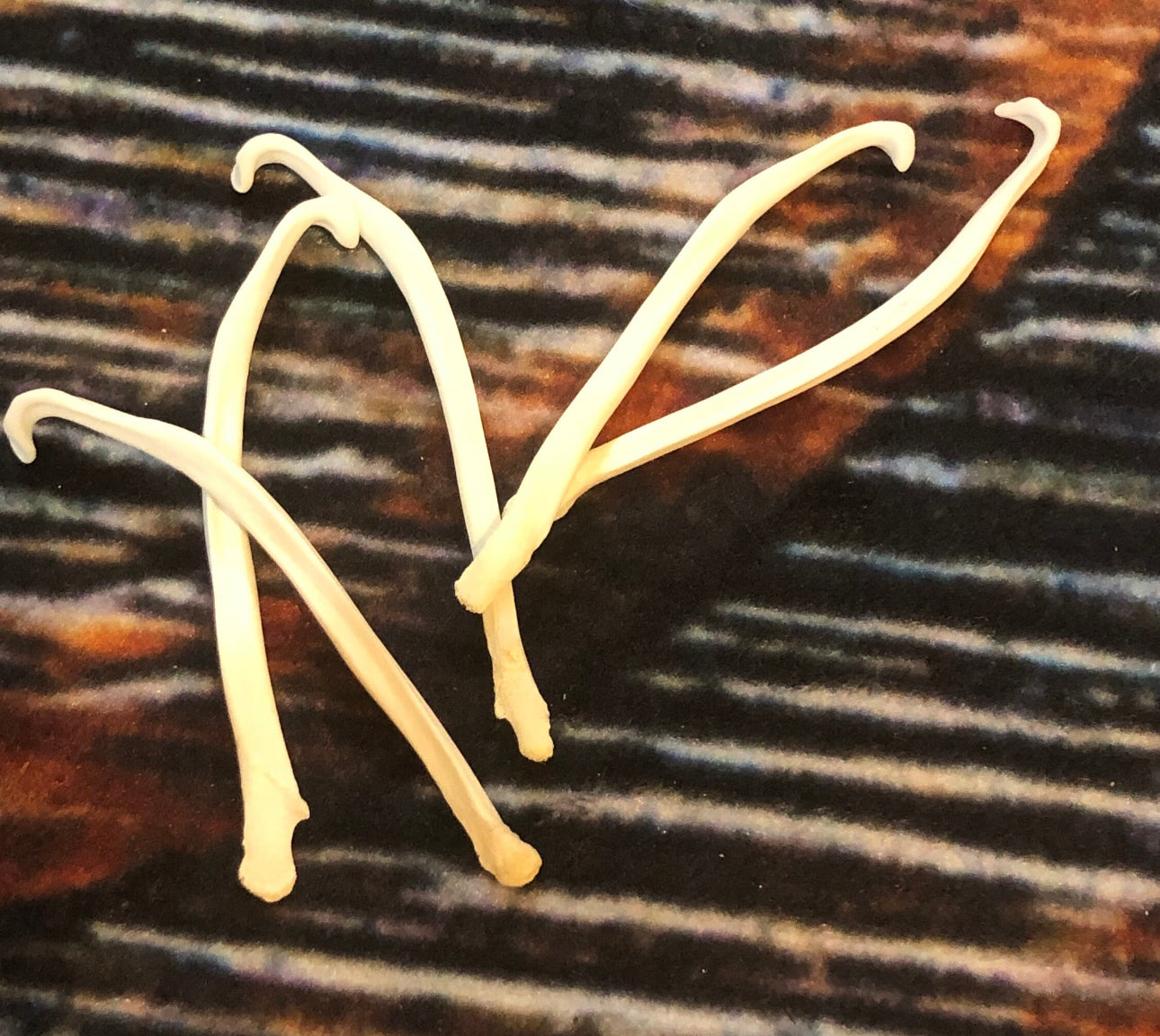 5 Real Mink Baculum Penis Bone Animal mount Oddity Dick Christmas birthday gag Gift fish hook Art craft supplies Materials Collection