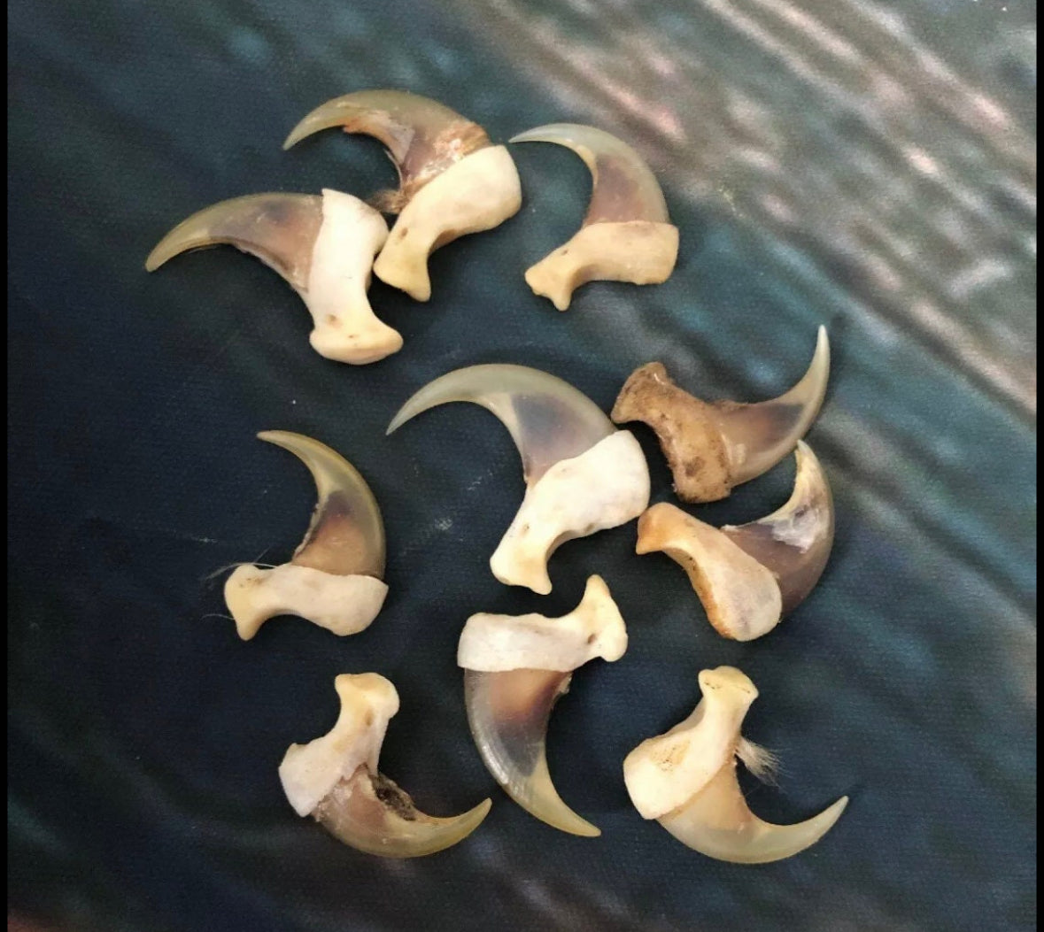 10 American Bobcat Claws Art Craft Supply Jewelry Ring Choker Necklace