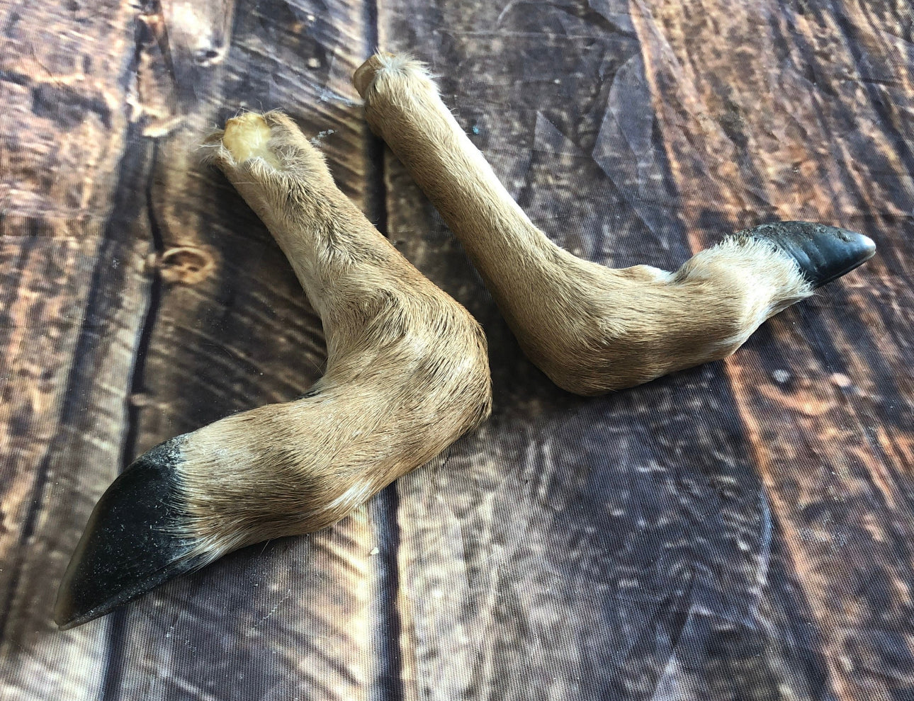 2 Bent Deer feet cured knife cane handle Gun Rack Witch craft Animal Mount antler Art Craft supplies voodoo gothic renaissance festival foot