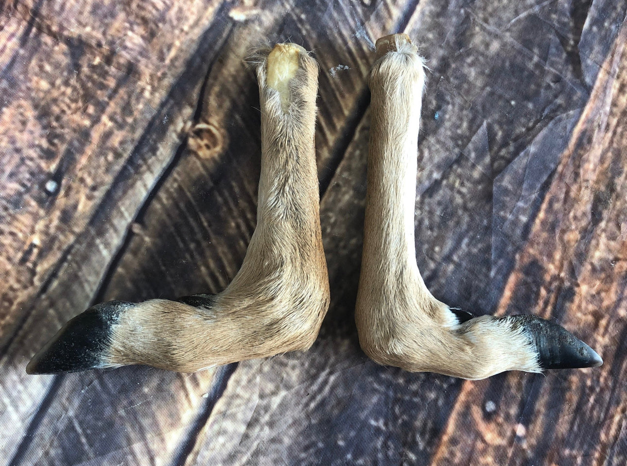2 Bent Deer feet cured knife cane handle Gun Rack Witch craft Animal Mount antler Art Craft supplies voodoo gothic renaissance festival foot