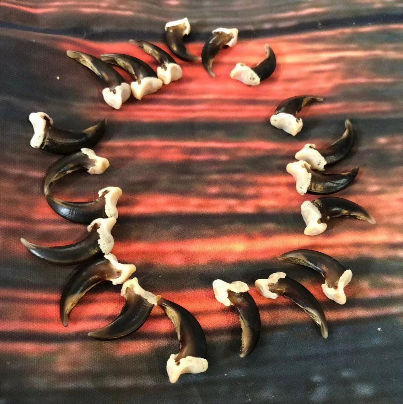 20 Real Coyote Claws Mountain Man Witch Craft Steampunk Renaissance Gothic Art Supply Jewelry bead