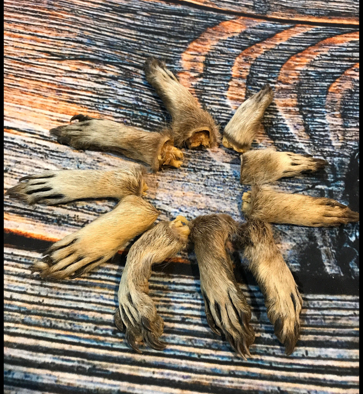 10 Raccoon feet art animal mount repair Witchcraft voodoo art supply unique craft decor dried cured