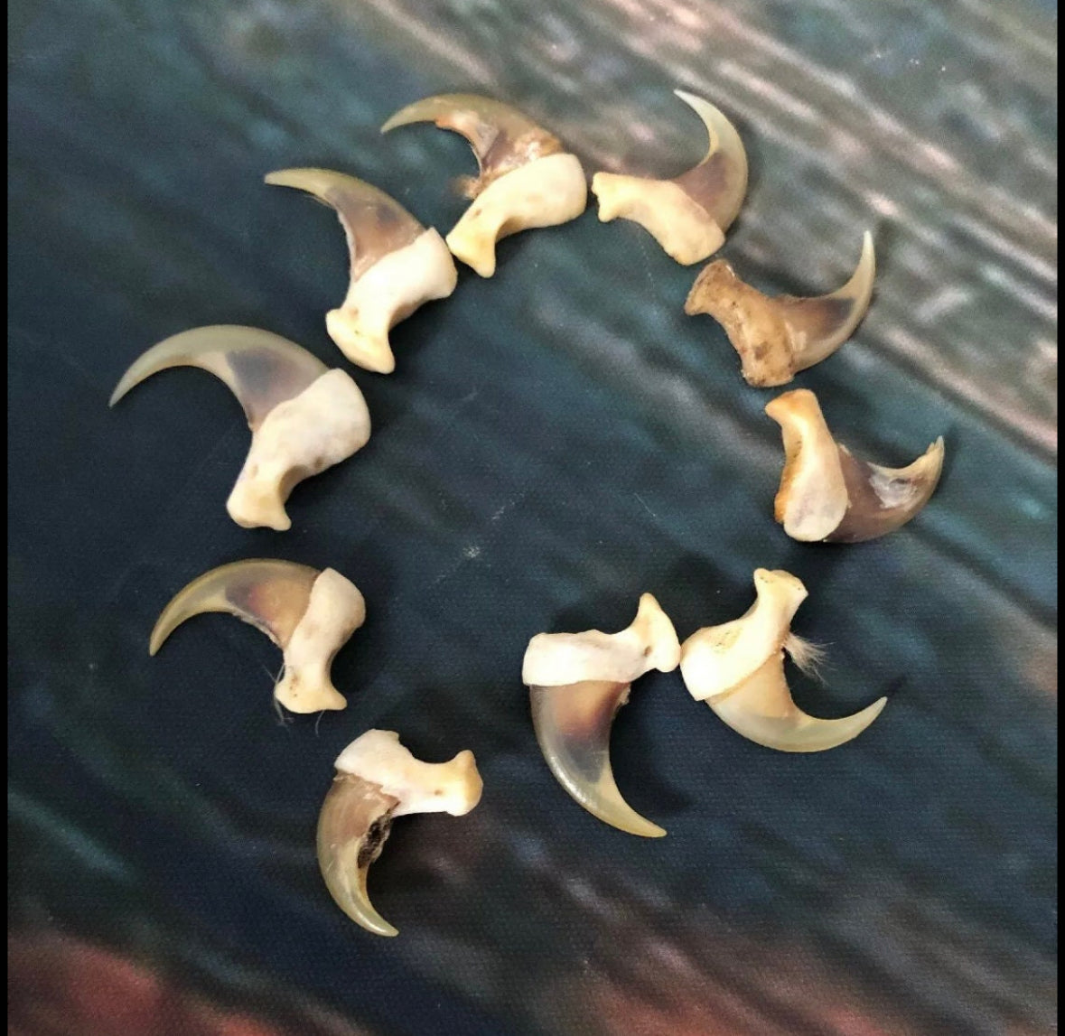 10 American Bobcat Claws Art Craft Supply Jewelry Ring Choker Necklace