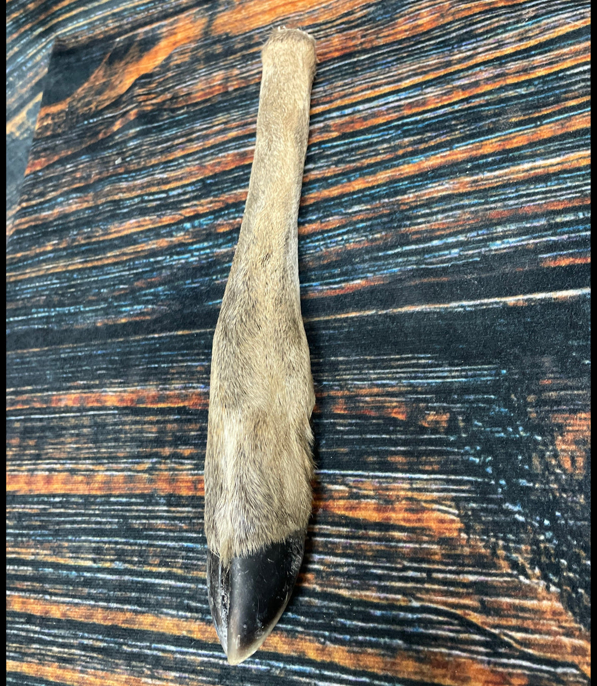 1 Straight Deer foot cured knife cane handle Gun Rack Witch craft Animal Mount antler Art Craft supplies voodoo gothic renaissance festival