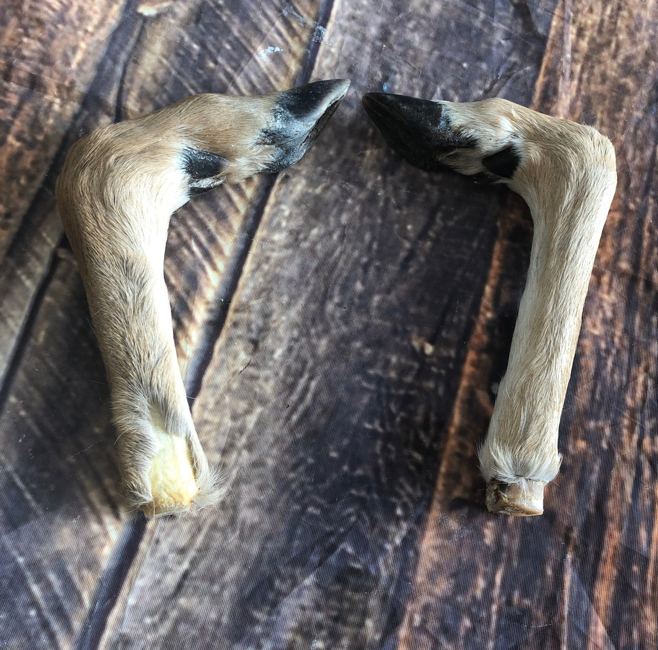 2 Bent Deer feet cured knife cane handle Gun Rack Witch craft Animal Mount antler Art Craft supplies voodoo gothic renaissance festival foot