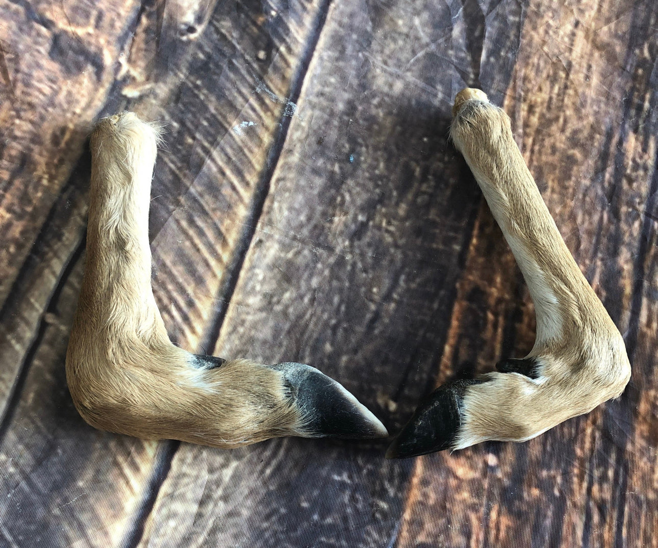 2 Bent Deer feet cured knife cane handle Gun Rack Witch craft Animal Mount antler Art Craft supplies voodoo gothic renaissance festival foot