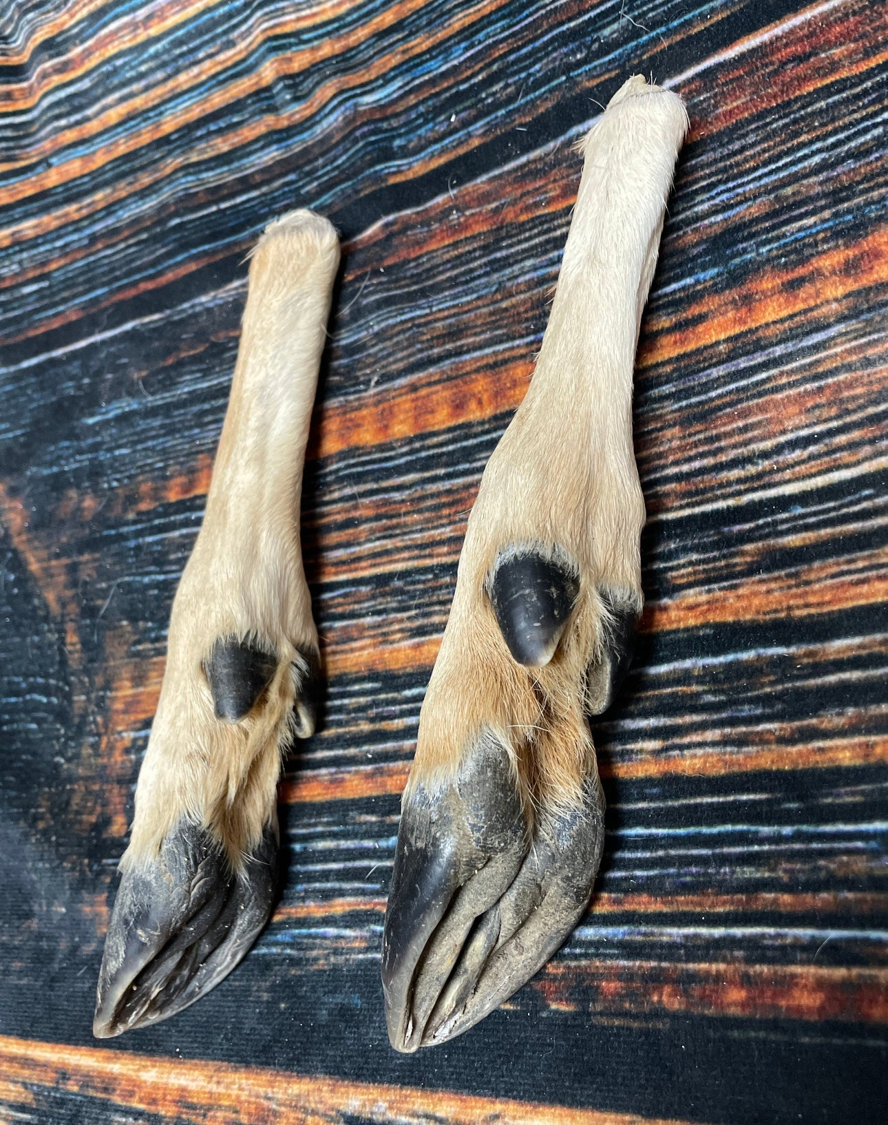 2 Straight Deer feet cured knife cane handle Gun Rack Witch craft Animal Mount antler Art Craft supplies voodoo gothic renaissance festival