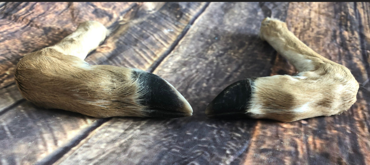 2 Bent Deer feet cured knife cane handle Gun Rack Witch craft Animal Mount antler Art Craft supplies voodoo gothic renaissance festival foot