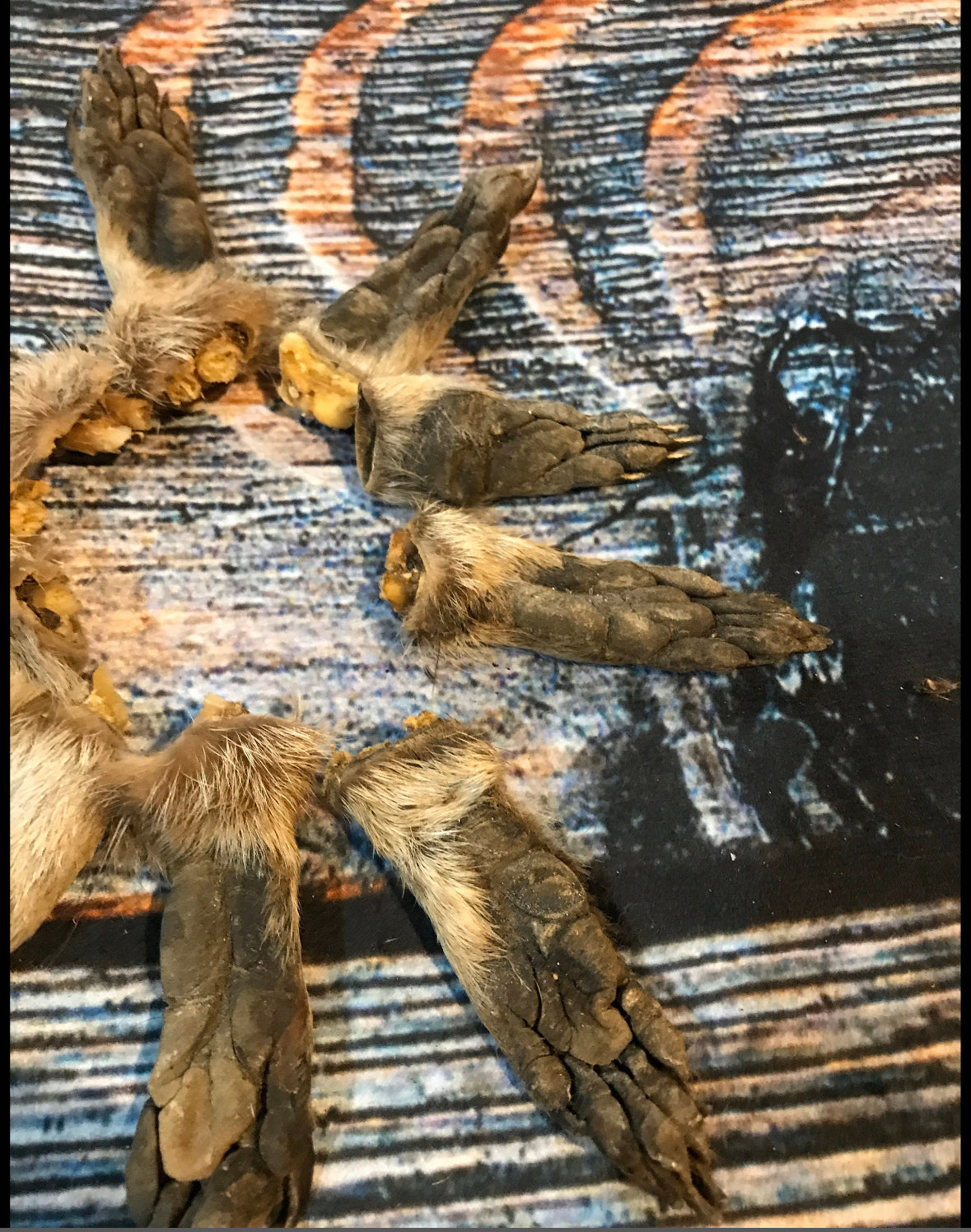 10 Raccoon feet art animal mount repair Witchcraft voodoo art supply unique craft decor dried cured