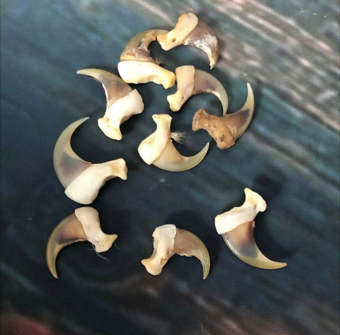 10 American Bobcat Claws Art Craft Supply Jewelry Ring Choker Necklace
