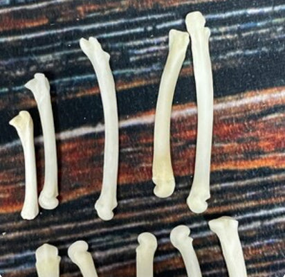 20 real bobcat paw bone mountain man craft skulls jewelry earring gothic claws Native American necklace choker beads art project Voodoo