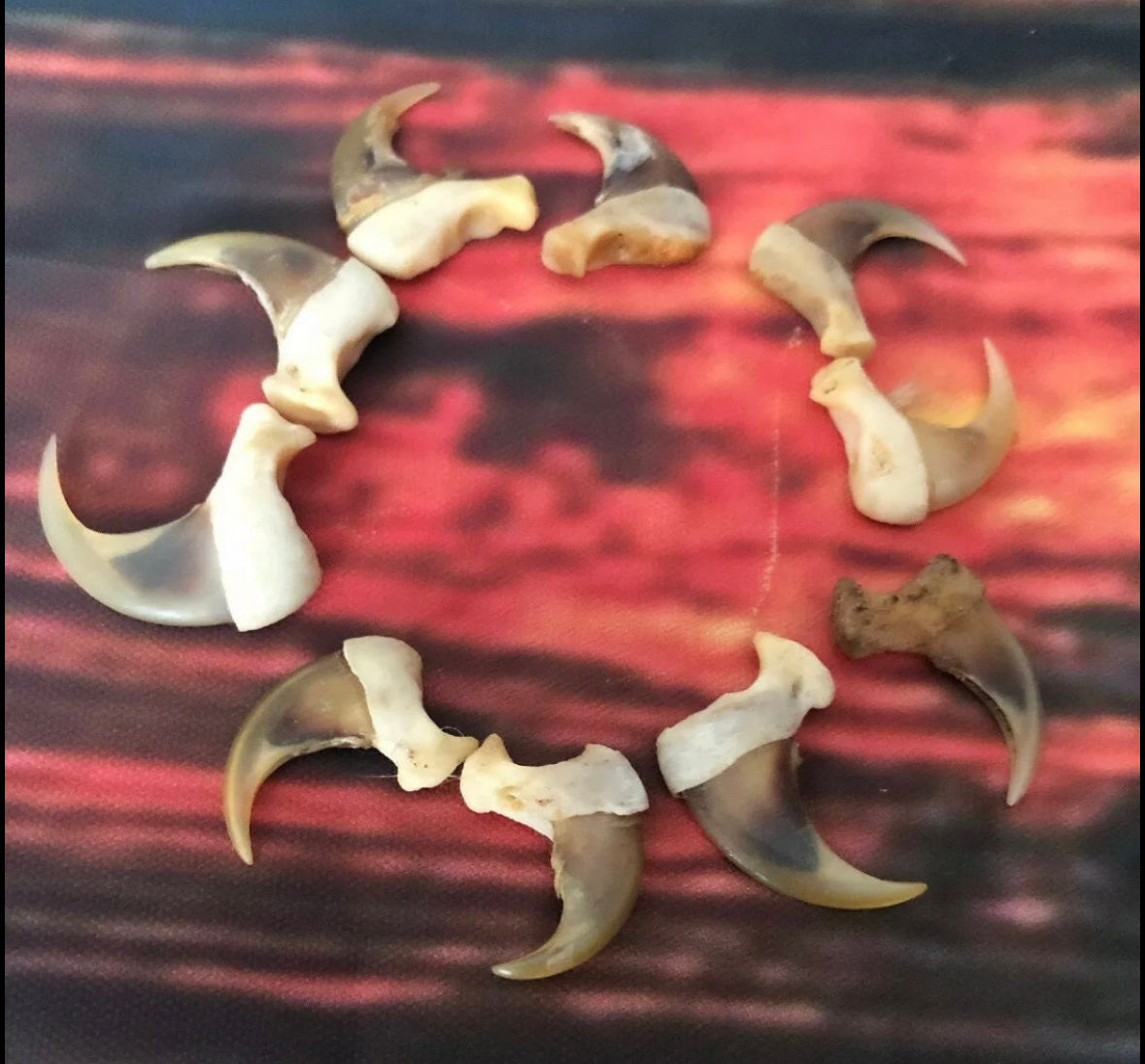 10 American Bobcat Claws Art Craft Supply Jewelry Ring Choker Necklace