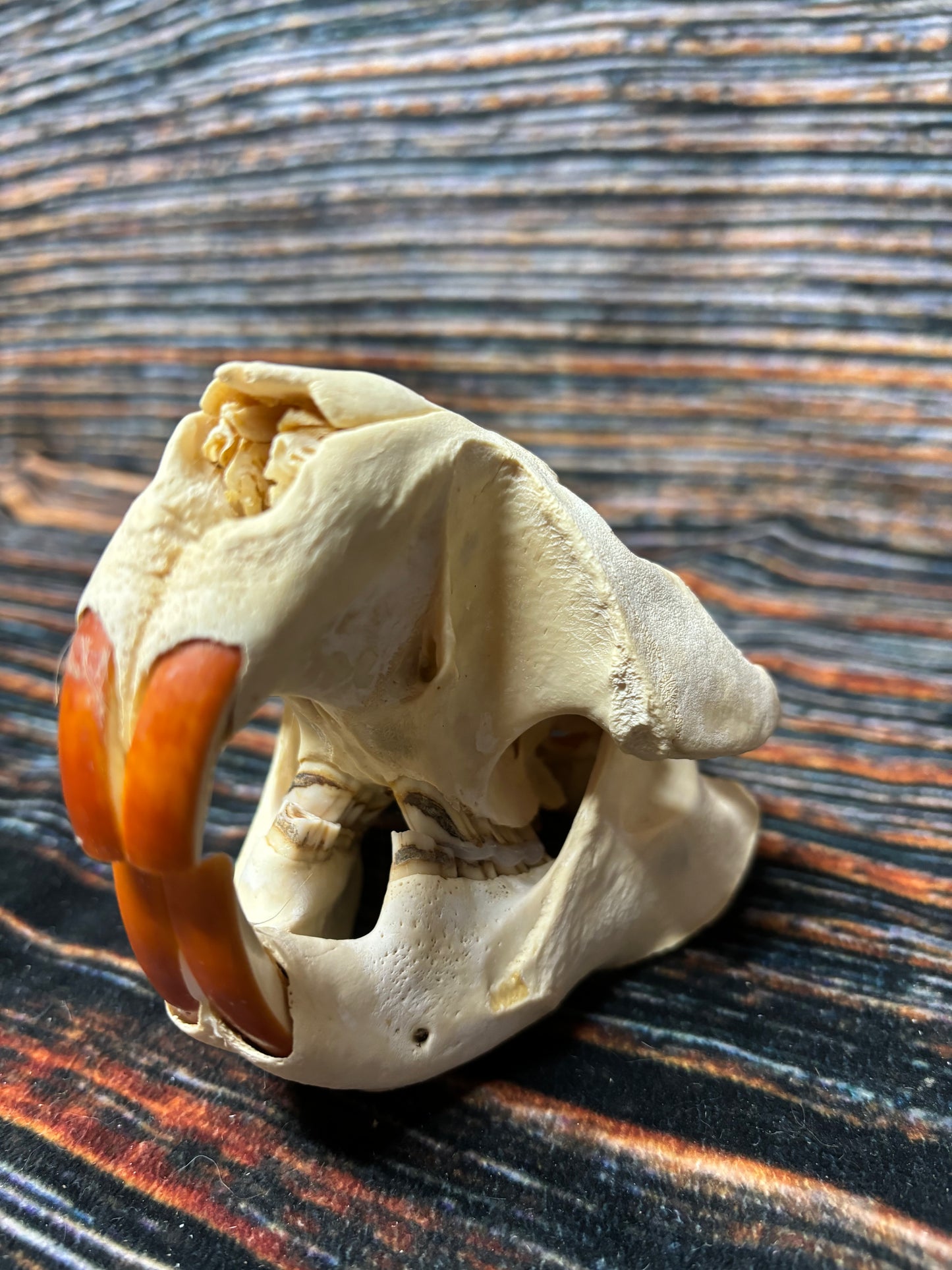 Real XL Beaver Skull