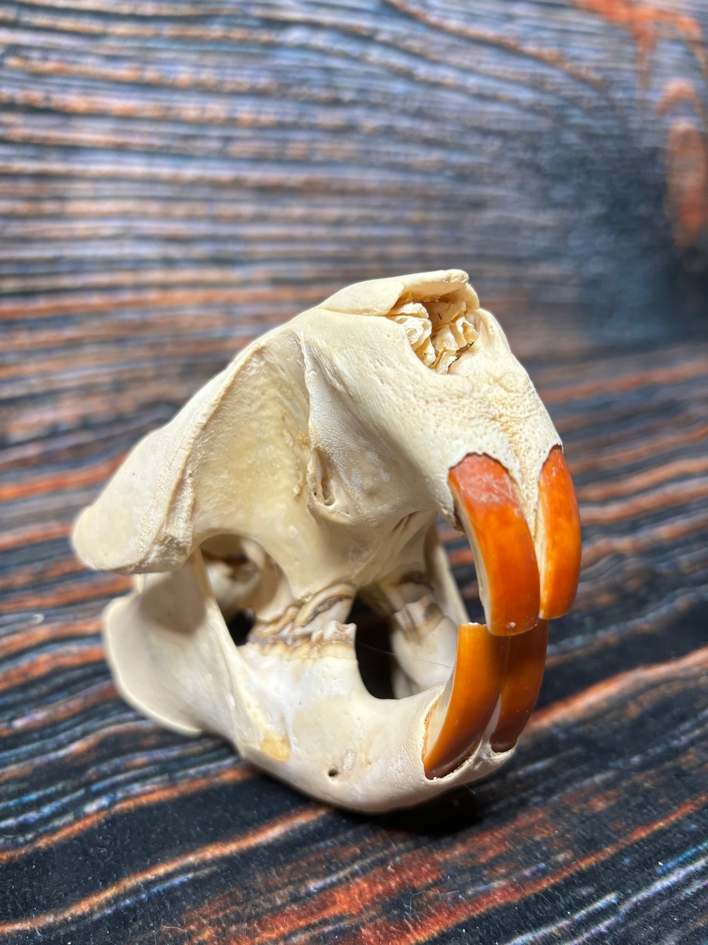 Real XL Beaver Skull