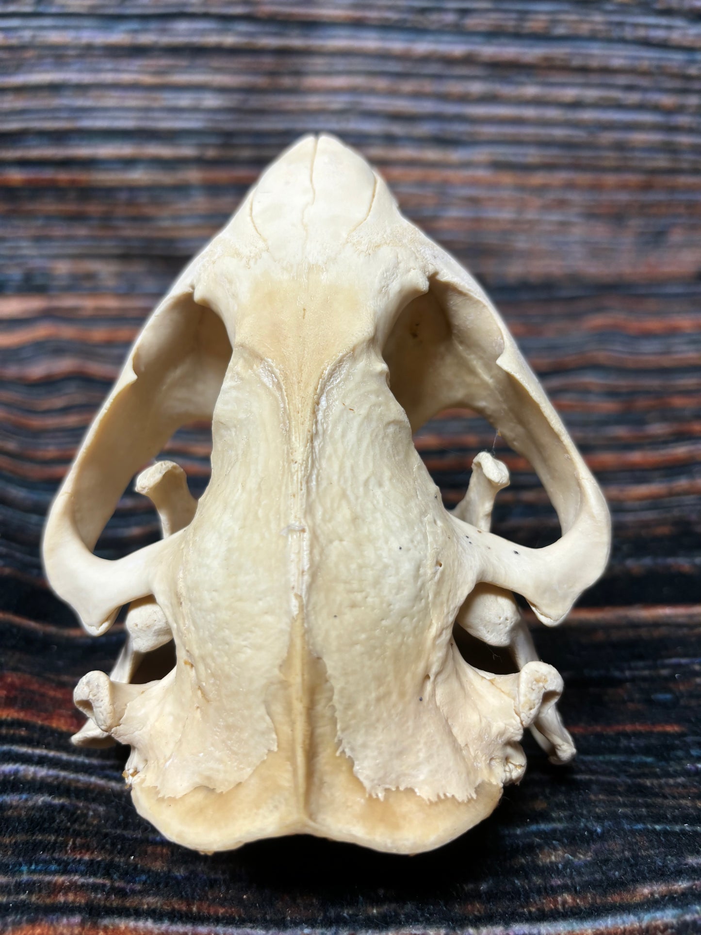 Real XL Beaver Skull