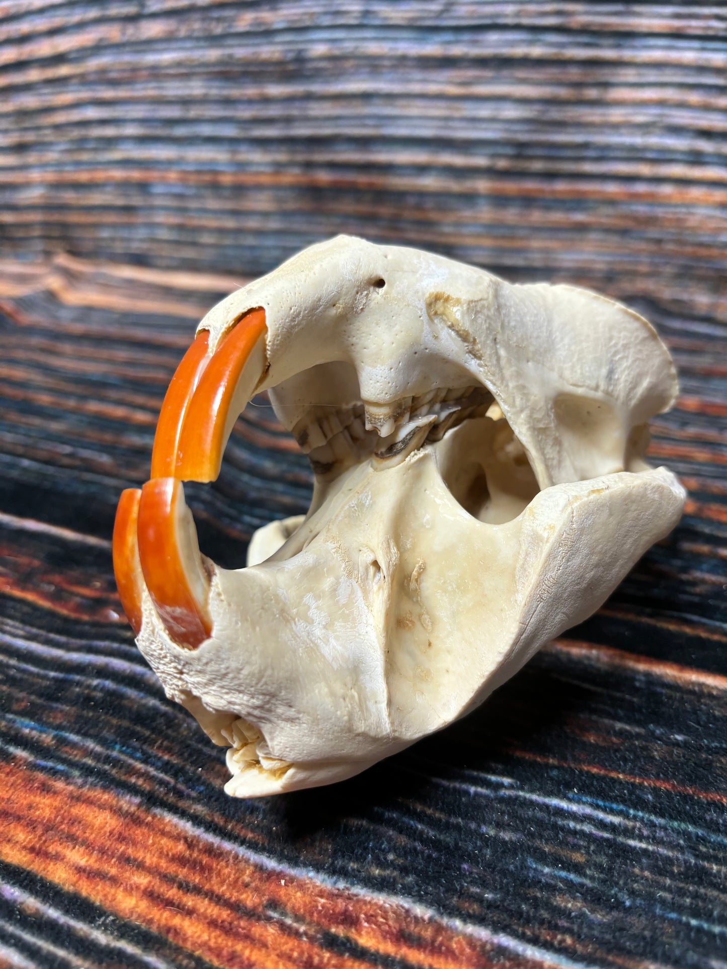 Real XL Beaver Skull