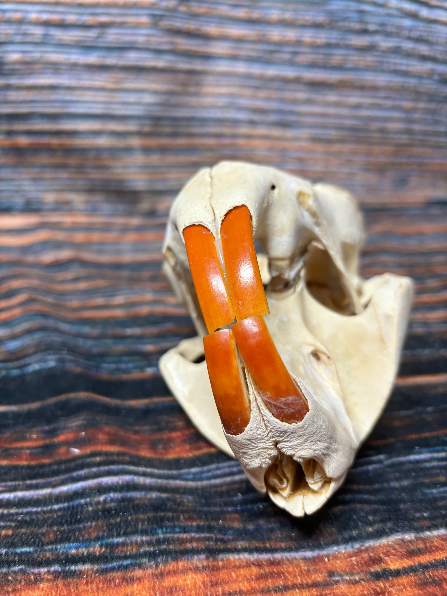 Real XL Beaver Skull