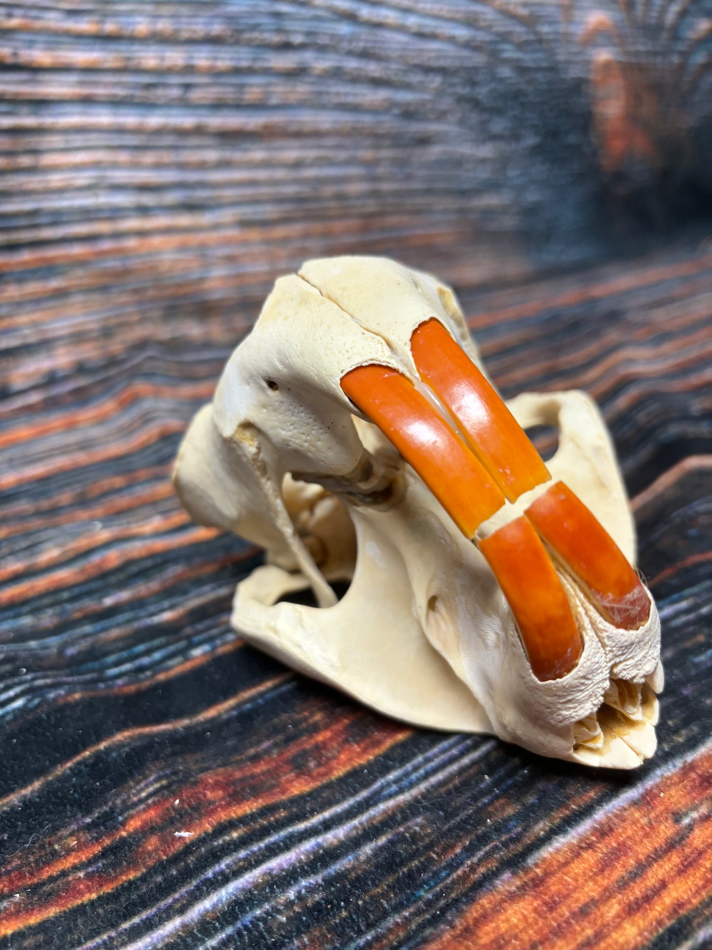 Real XL Beaver Skull
