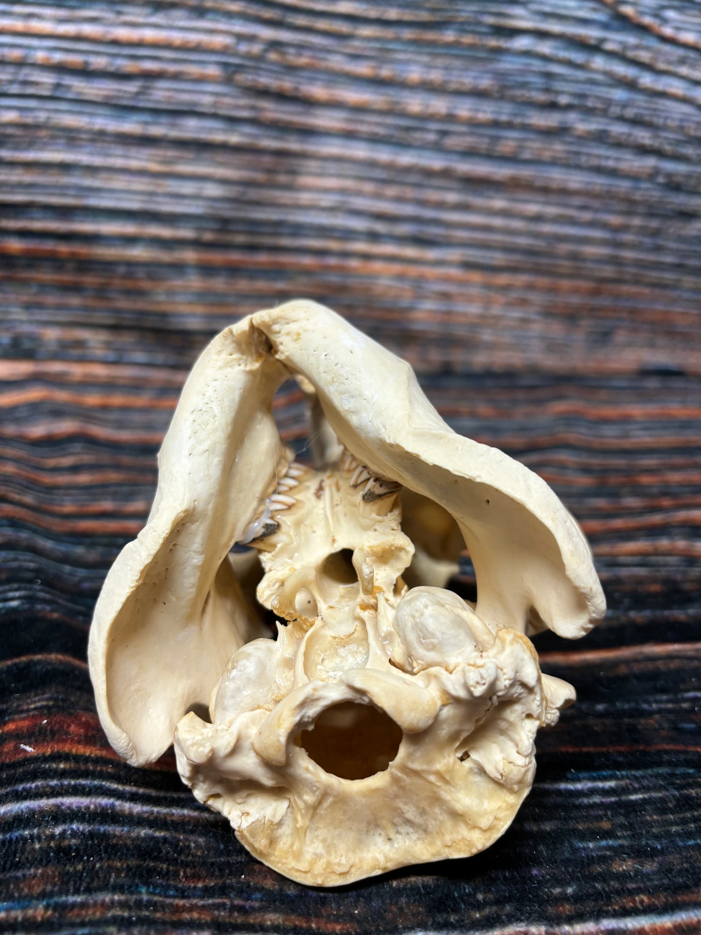 Real XL Beaver Skull