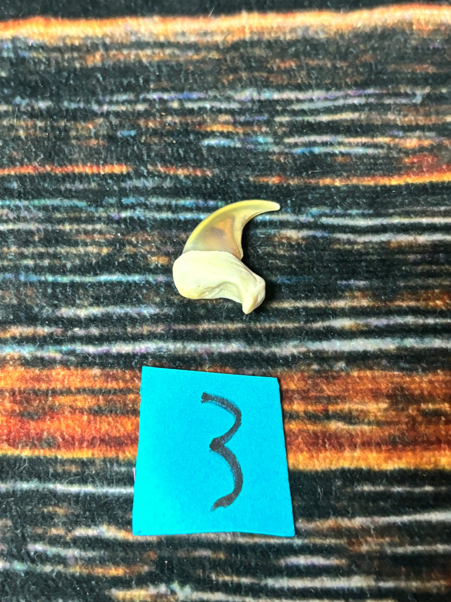 1 XL Mountain Lion Claw