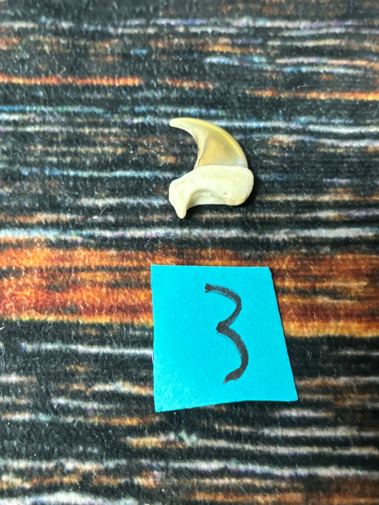 1 XL Mountain Lion Claw