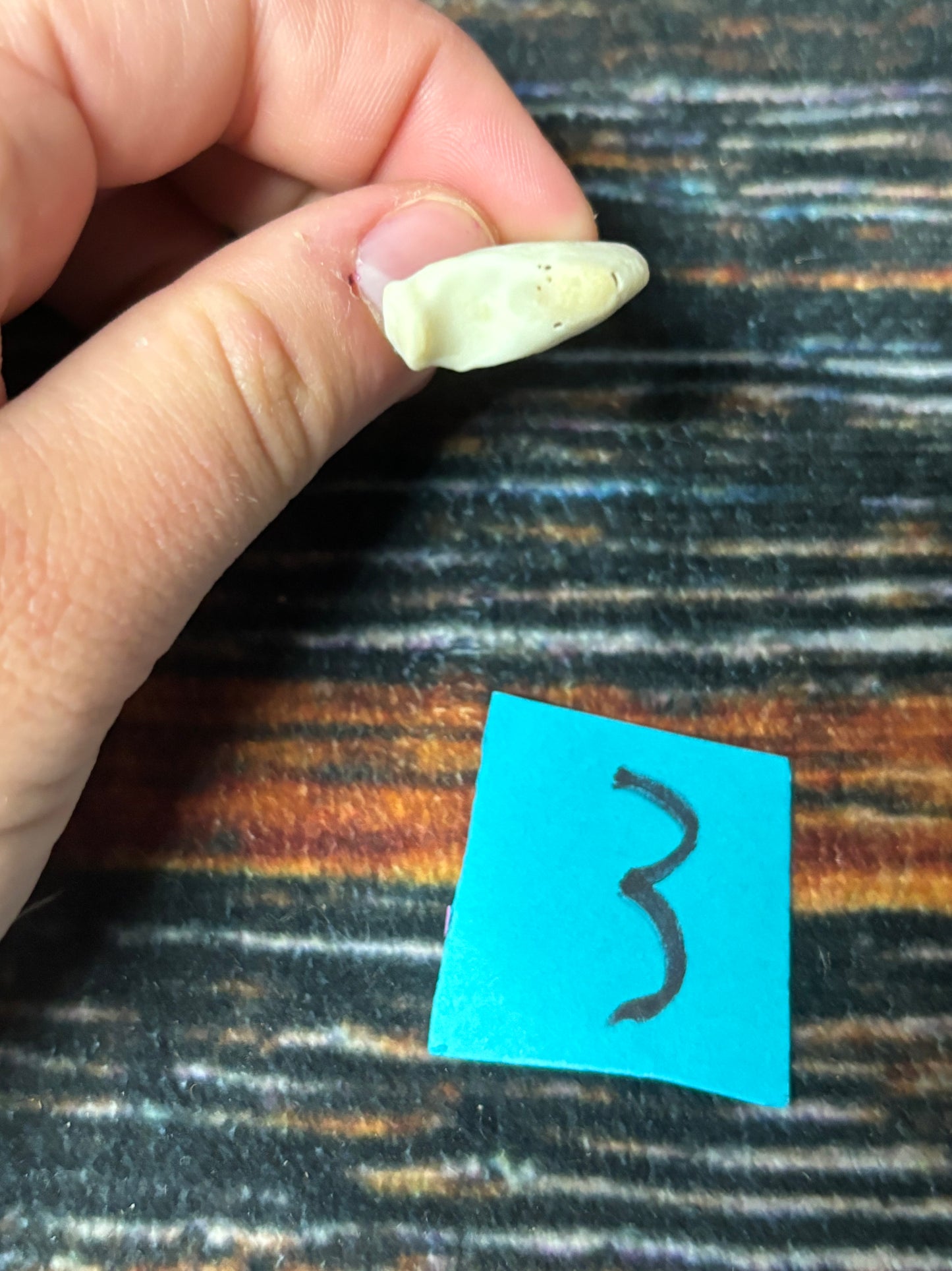 1 XL Mountain Lion Claw