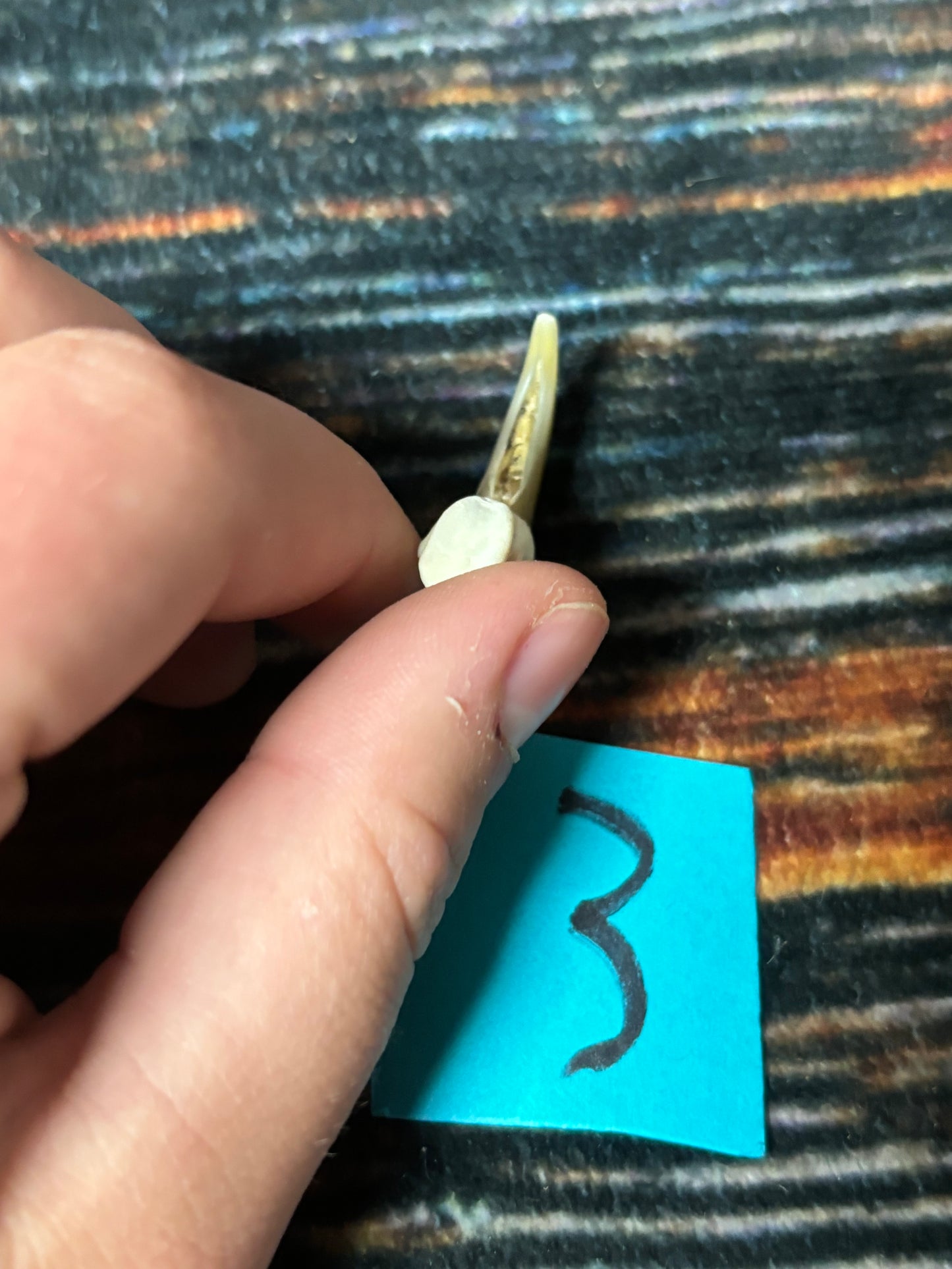 1 XL Mountain Lion Claw