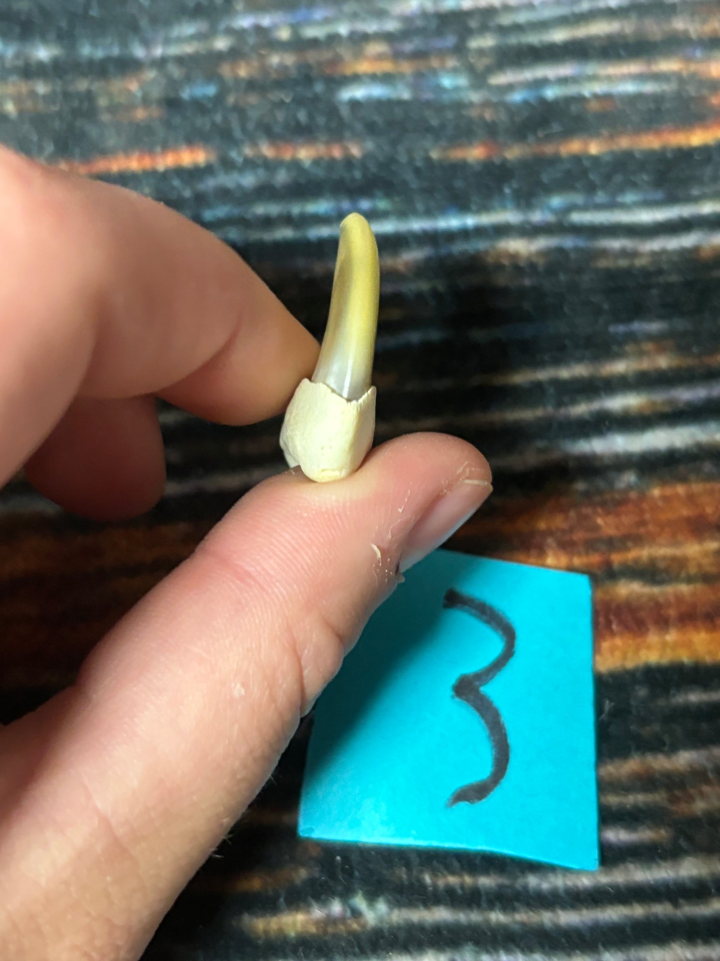 1 XL Mountain Lion Claw