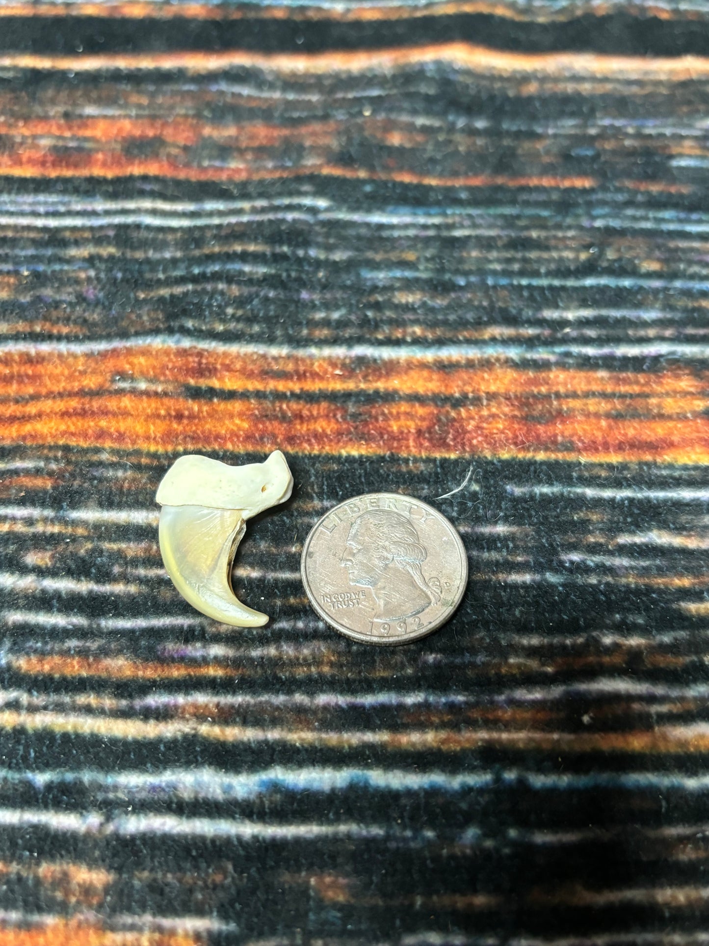 1 XL Mountain Lion Claw