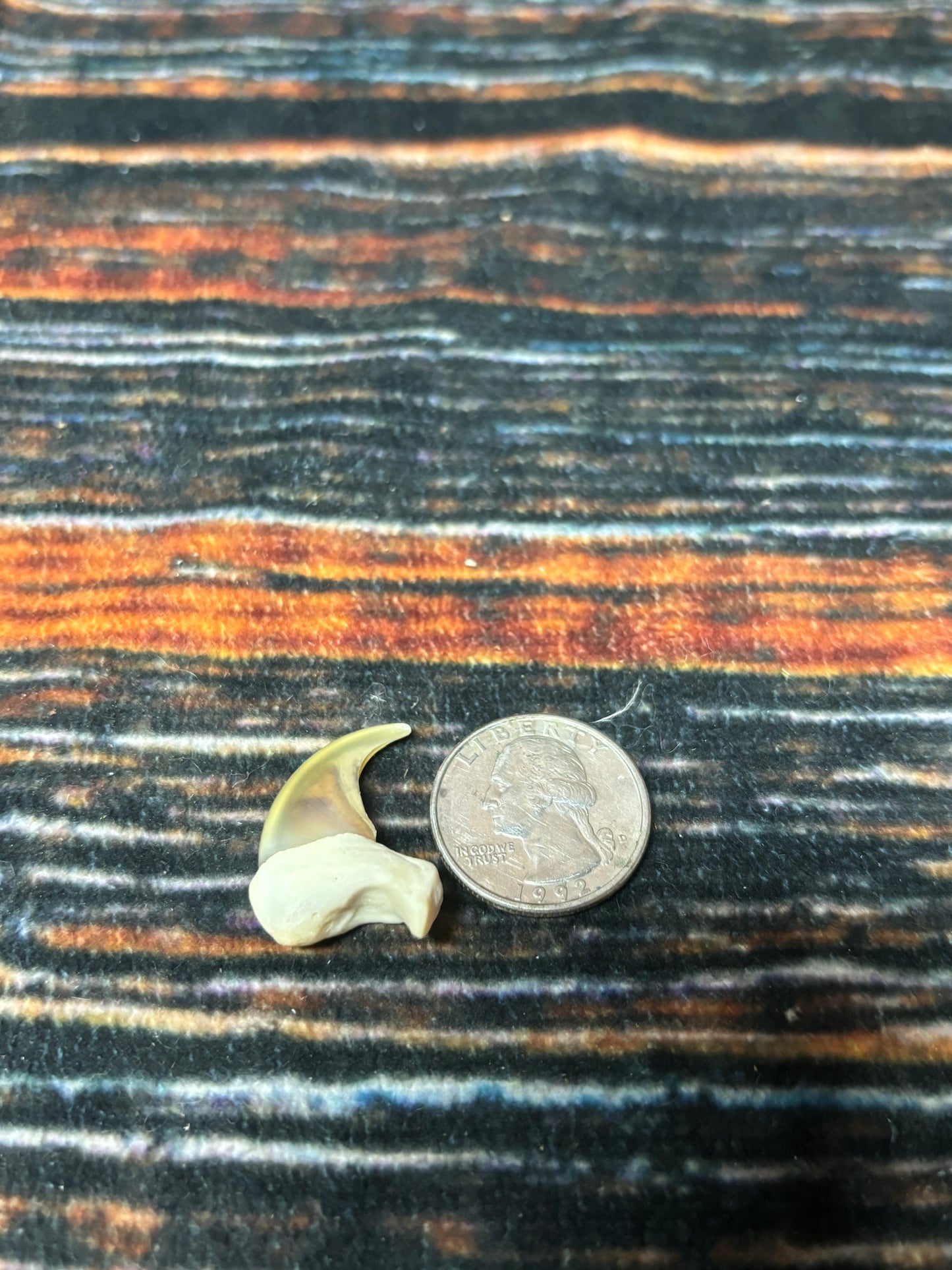 1 XL Mountain Lion Claw