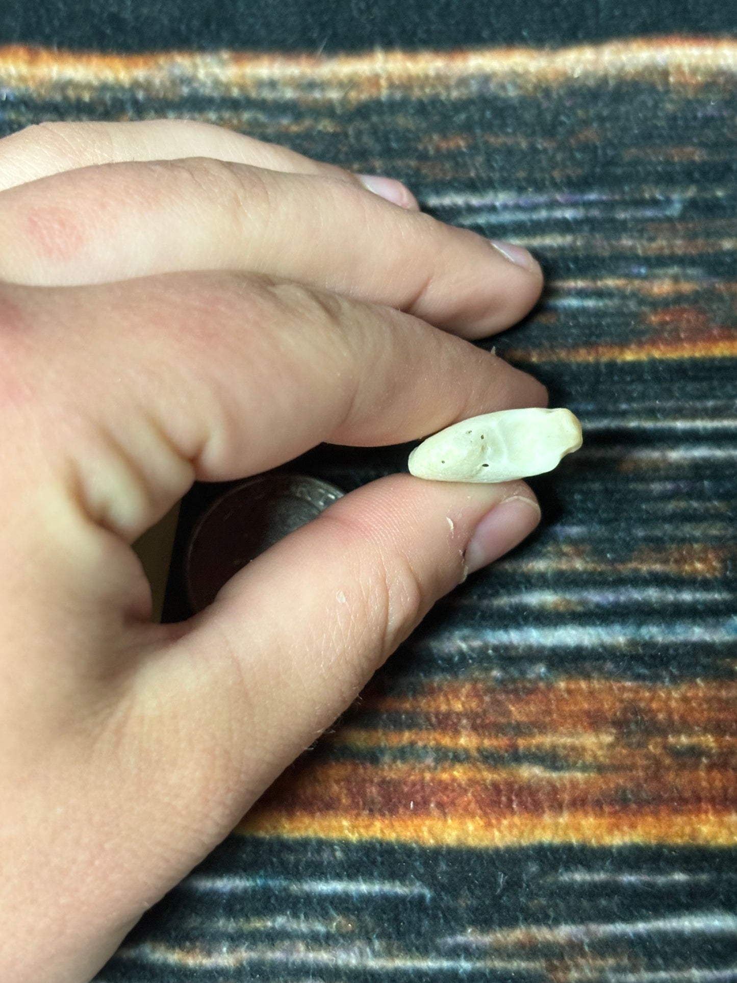 1 XL Mountain Lion Claw