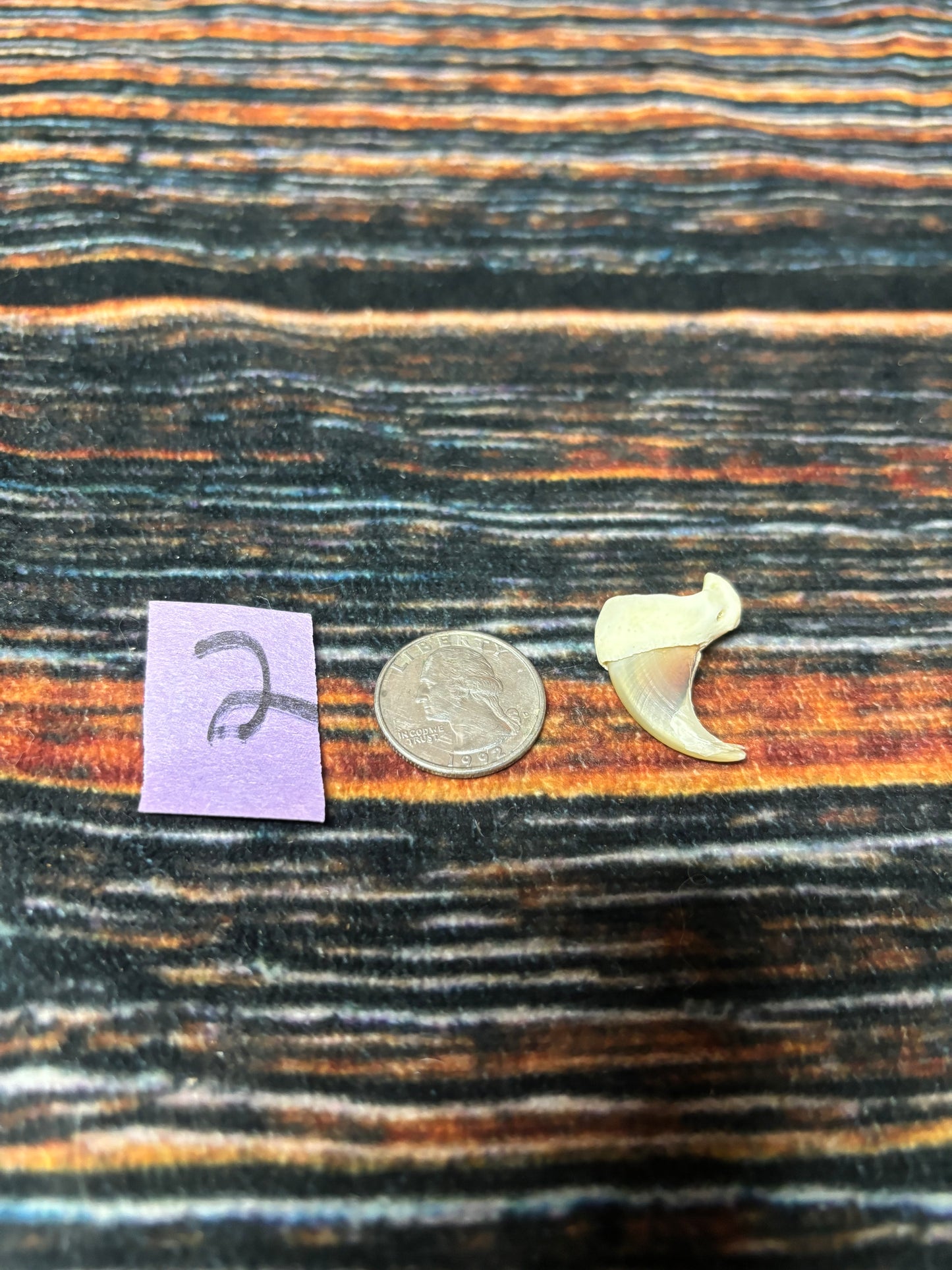 1 XL Mountain Lion Claw
