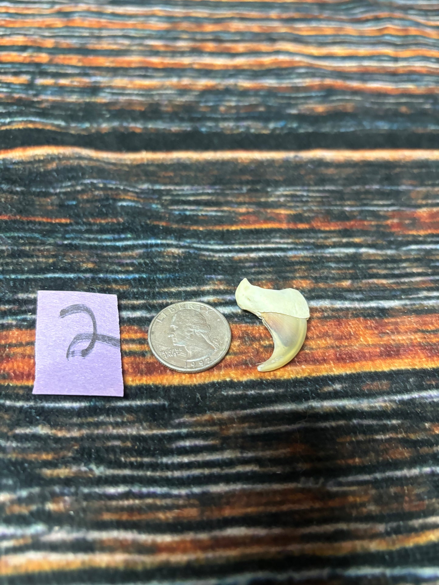1 XL Mountain Lion Claw