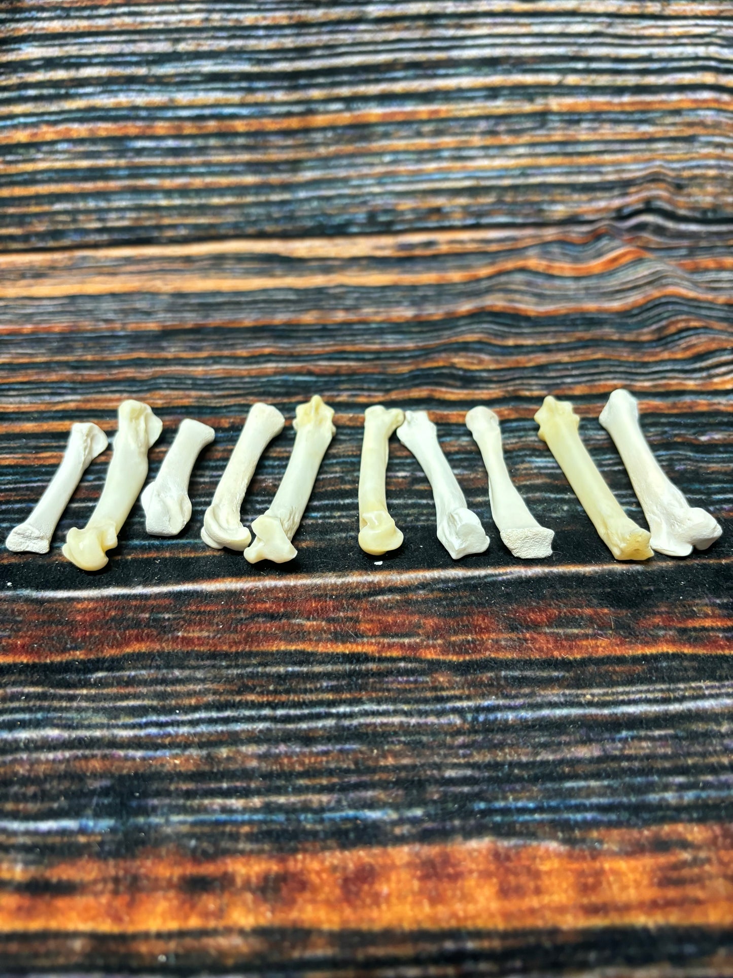 10 Mountain Lion Paw Bones