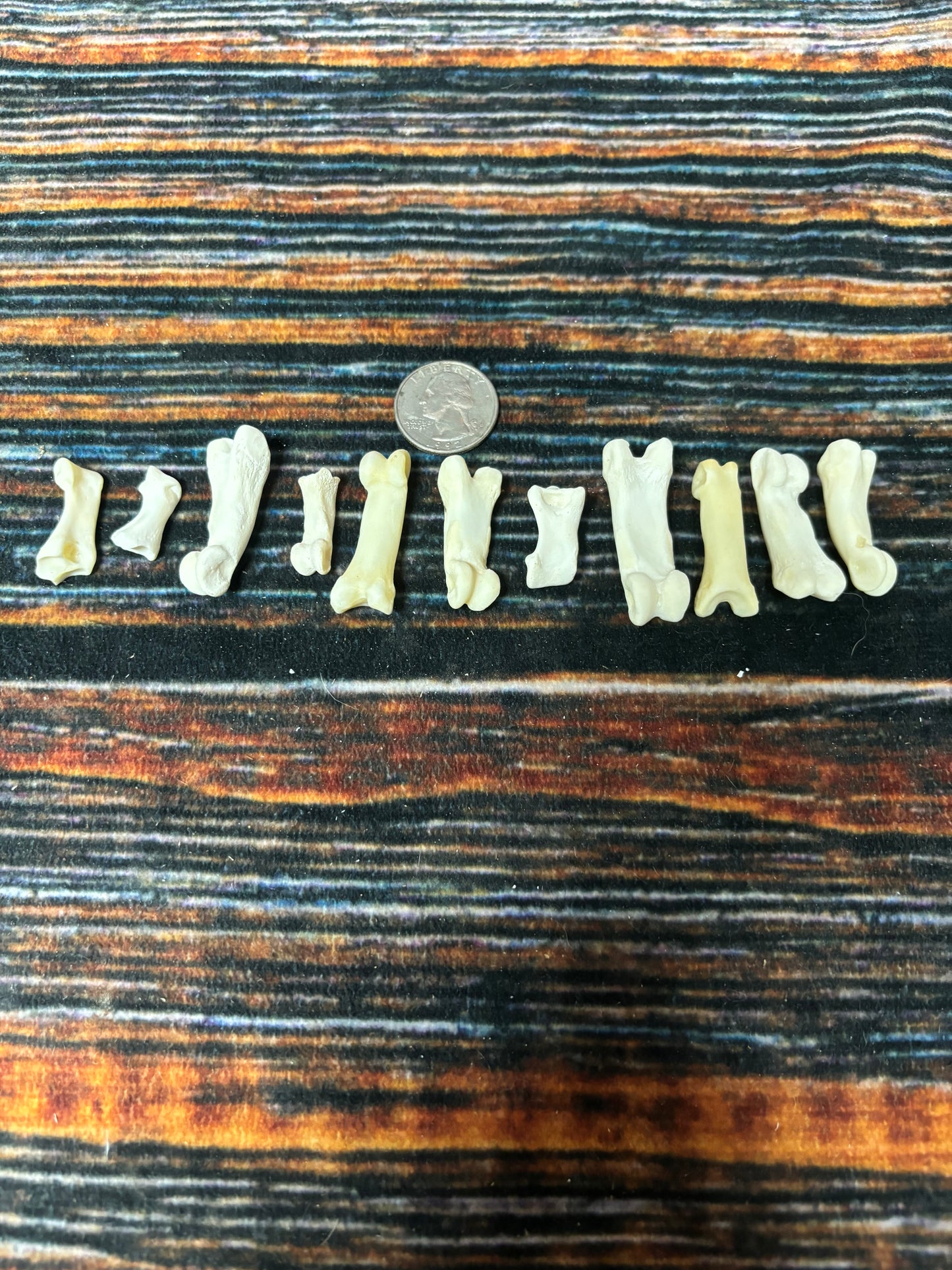 10 Mountain Lion Toe Bones