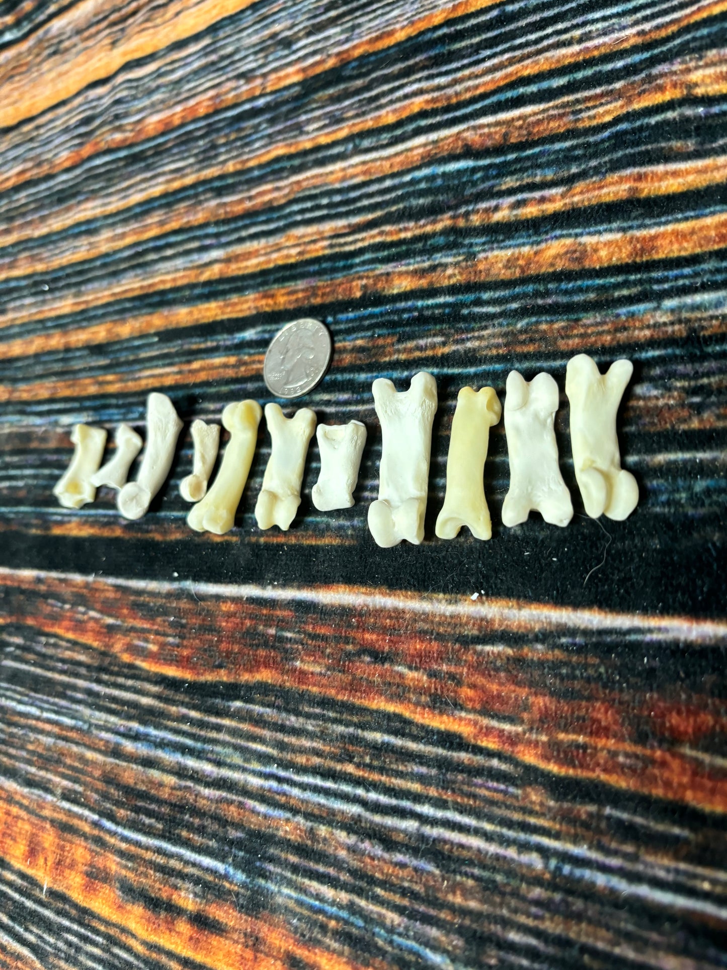 10 Mountain Lion Toe Bones