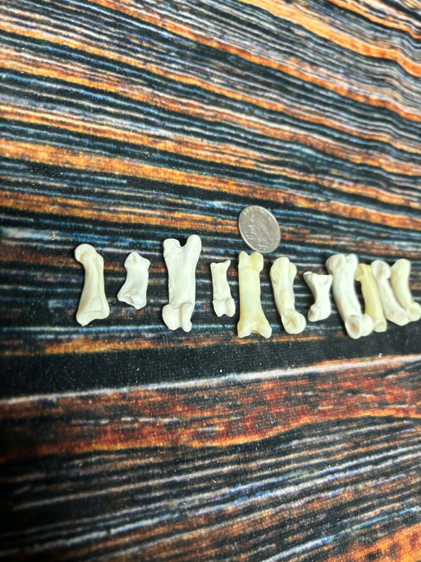 10 Mountain Lion Toe Bones